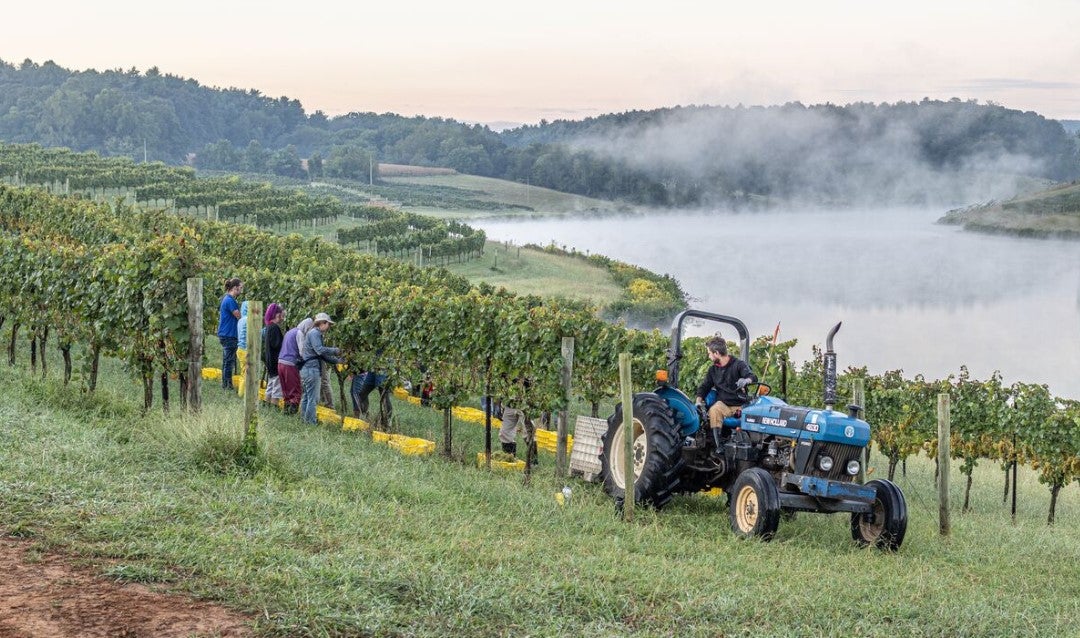A group of people pick grapes by hand in Biltmore's vineyard on the west side of the estate.