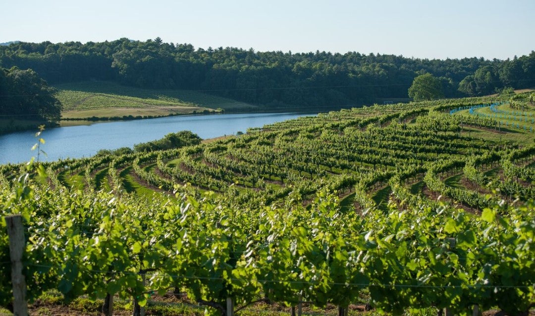 Part of our farm-to-table program, Biltmore has vineyards near Long Valley Lake on the west side of the property.