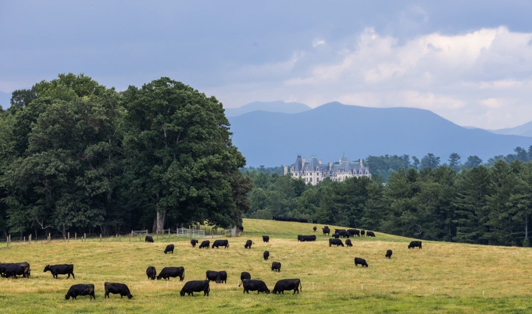 Farm to Table Tour and Taste: Black Angus cattle graze in a field with Biltmore House in the distance behind them.