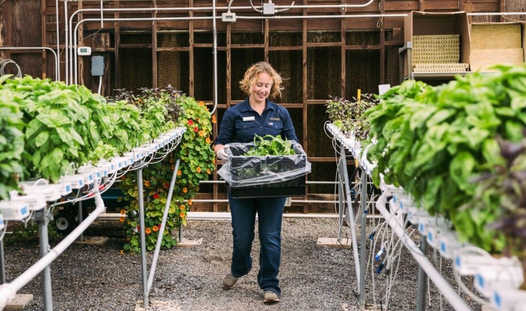 Woman carrying a tray of farm-to-table plants in Biltmore's greenhouse.