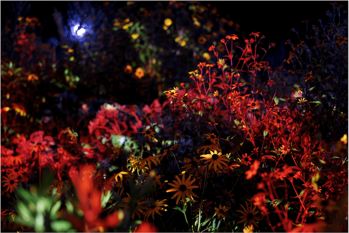 Luminere lights on foliage.