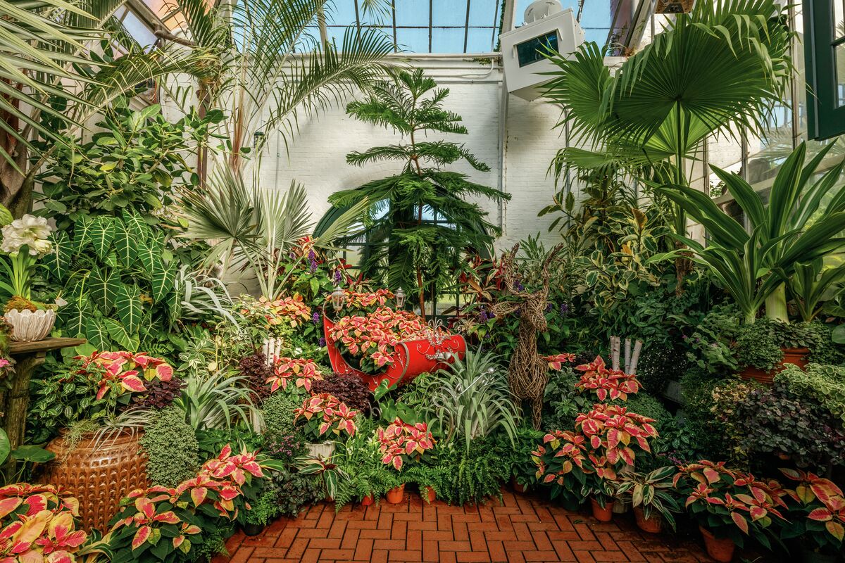 Conservatory poinsettia display