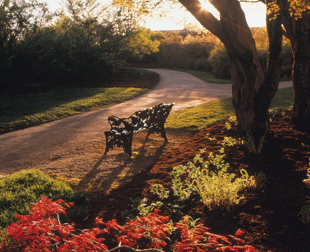 Image of iron bench in Biltmore gardens cast in evening golden hour glow
