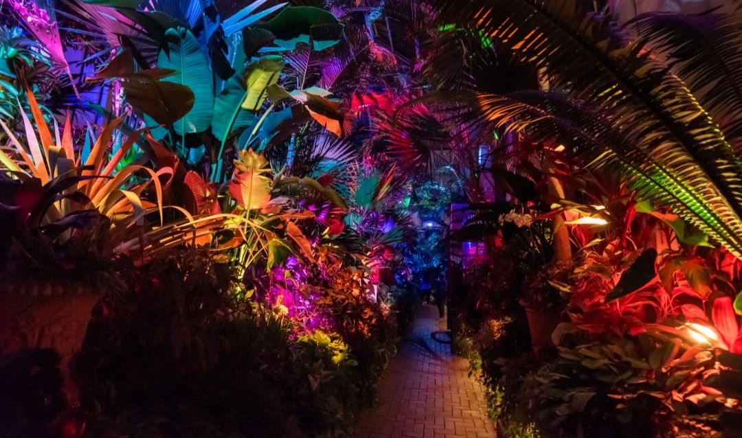 Colored lights illuminate plants in Biltmore's Conservatory.