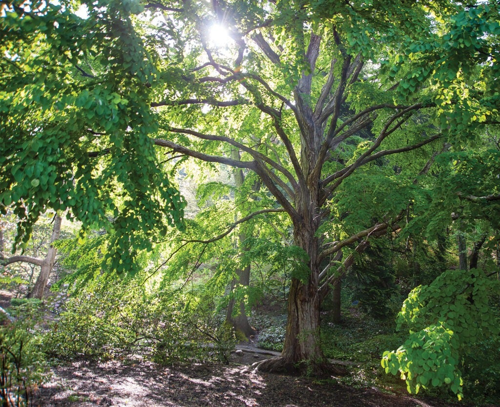 Champion Tree in Azalea Garden
