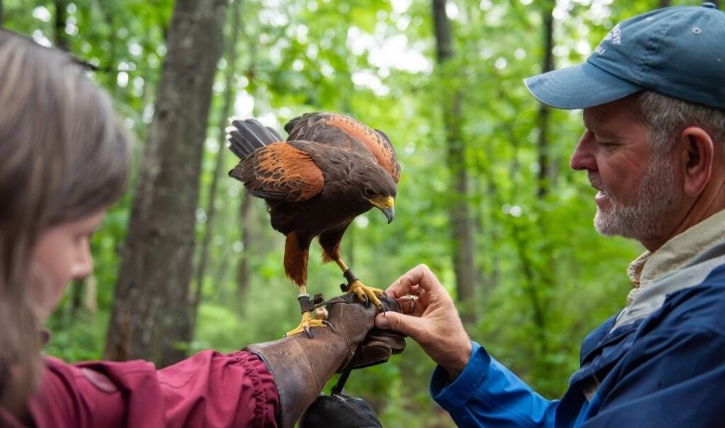 A trainer helps a hawk settle on a guest's arm during Biltmore's falconry program.