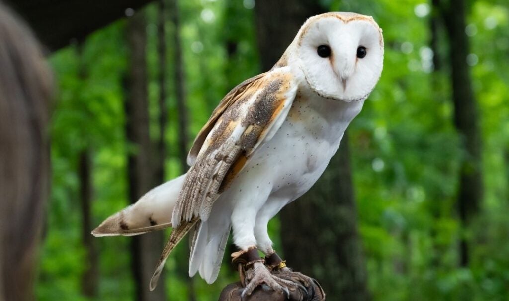 Barn owl held by a guest at Biltmore.