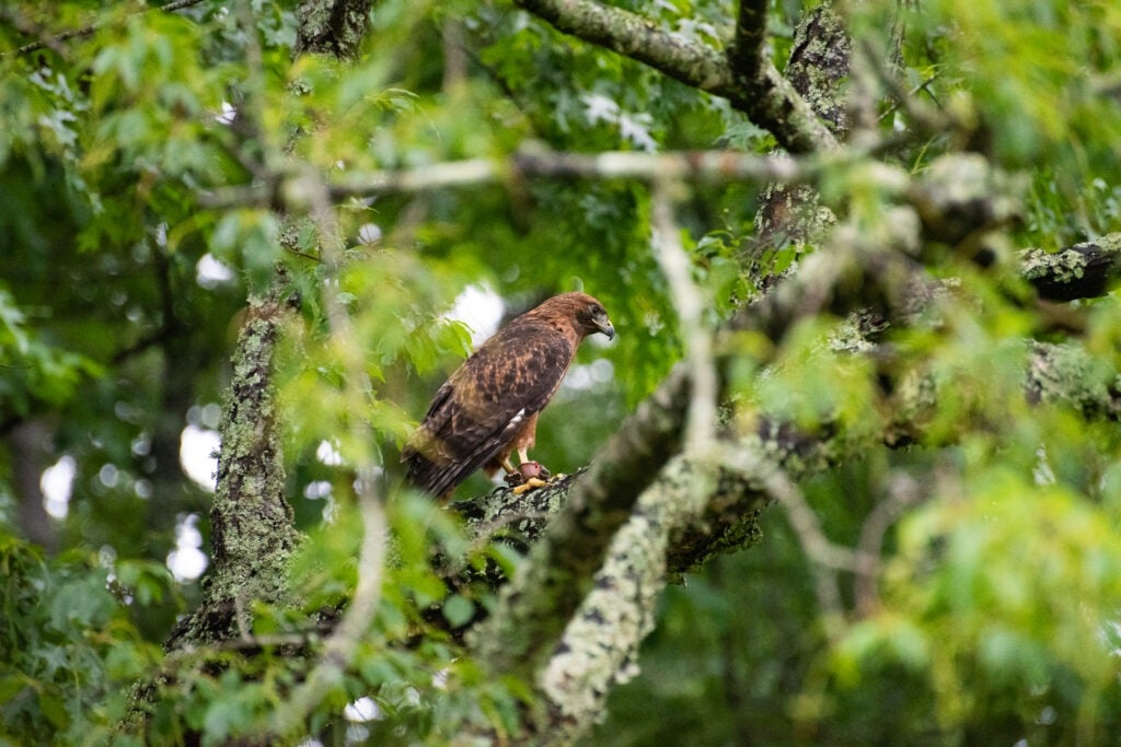 A hawk sitting on a branch surrounded by foliage.