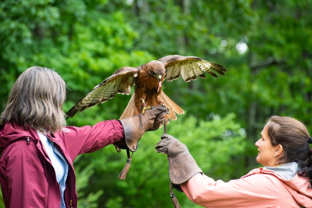 A red-tailed hawk lands on a guest's gauntlet while a trainer secures its harness.