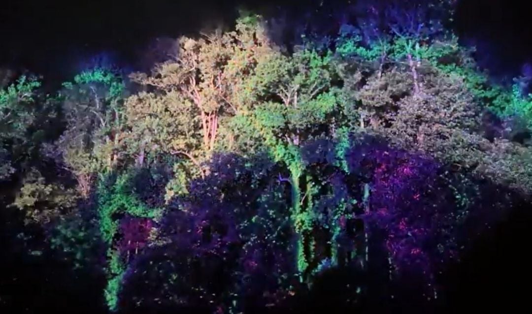 Lights among the trees during Luminere at Biltmore.