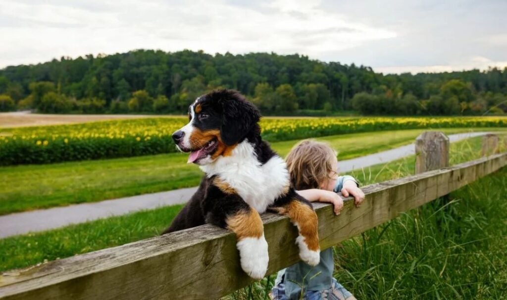 Boy and Bernese Mountain Dog rest against a fence with sunflowers behind them at Biltmore